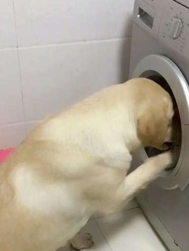 柯基对着小狗一顿咧嘴，结果发现是假狗… 