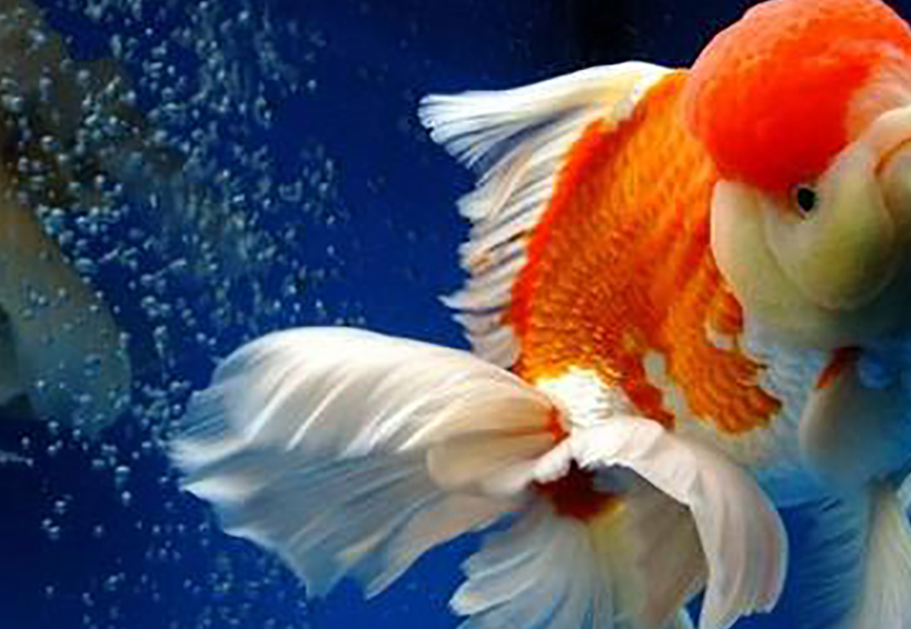 金鱼公鱼排精图片