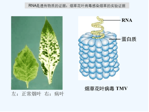 烟草花叶病毒外壳蛋白基因可以抗病毒吗?_植物_方法_农业
