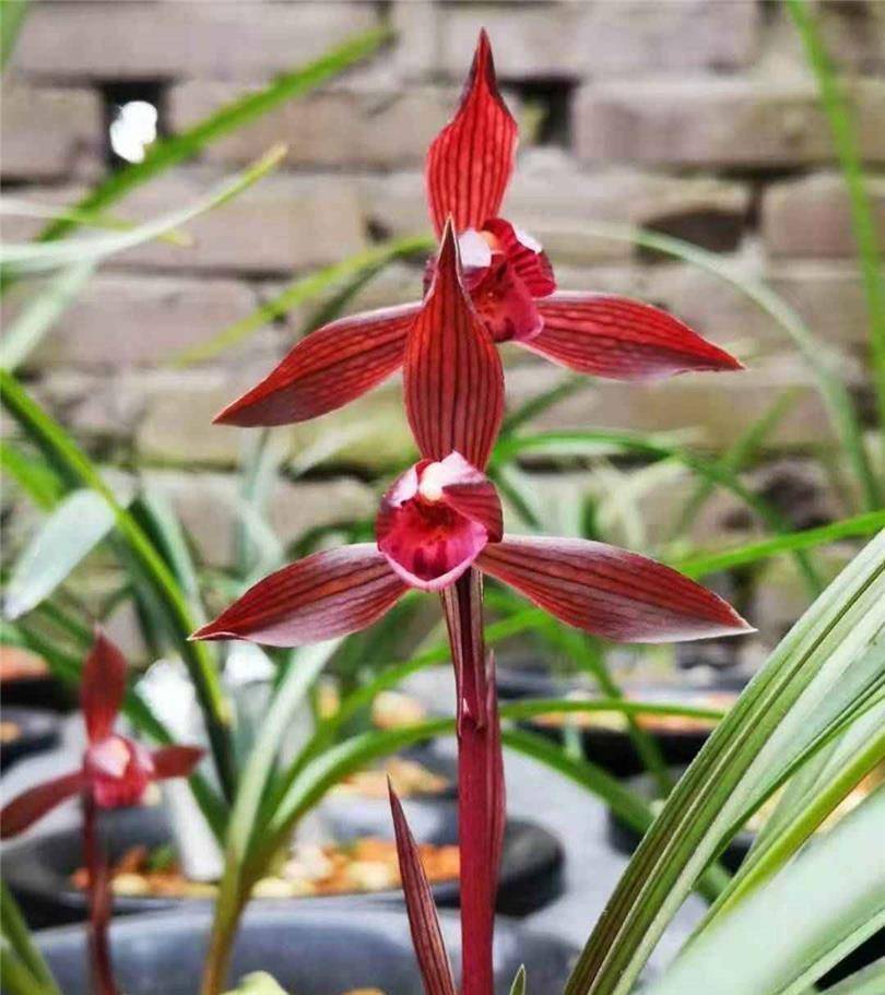 春兰顶级红素"醉红素",红杆红花,香气雅致,价格亲民,好养活_兰花_开花