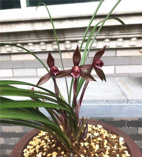 春兰顶级红素"醉红素",红杆红花,香气雅致,价格亲民,好养活_兰花_开花