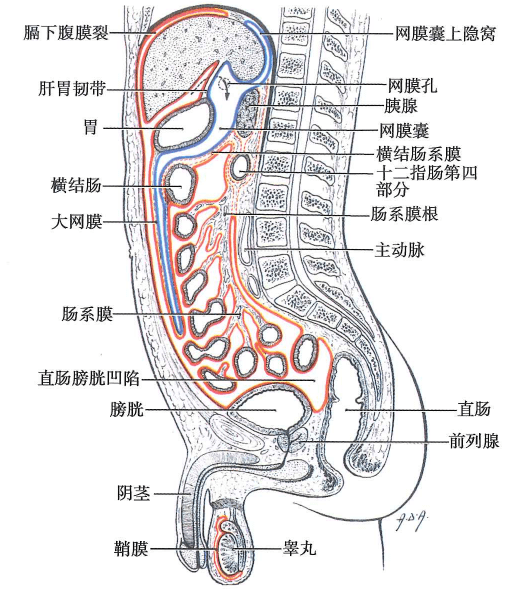 壁腹膜和脏腹膜图解图片