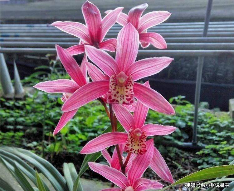 建兰红满天,近乎完美的兰花,花色鲜红,芳香四溢,新手也能驾驭_开花