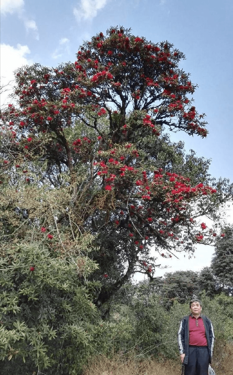 高黎贡山 三月花海