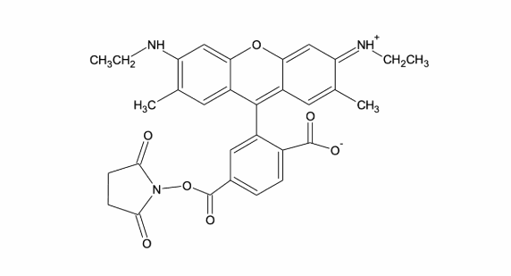 59分子式:c31h29n3o7cas: n/a中文名稱:6-羧基羅丹明6g琥珀酰亞胺酯