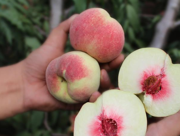 1个重达2斤,连续10年被选入国宴,挂半年最甜_都会_时候_水果