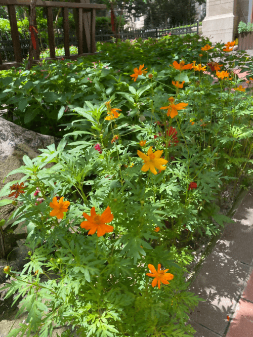 波斯菊播种的季节与播种方法速看!——花园传说_土壤_种子_影响
