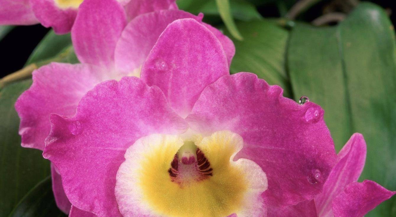 12月,赶走厄运,迎来希望,称心如意,3生肖吉祥如意,幸福降临_生活_个人