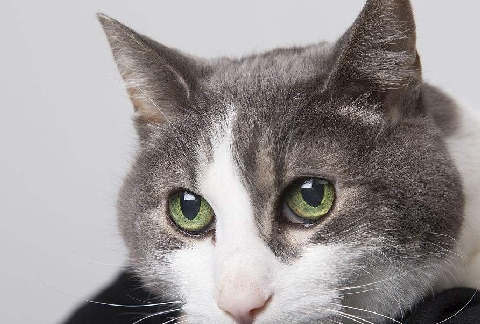 短毛猫有哪些品种,普通短毛猫多少钱一只_性格_主人_环境