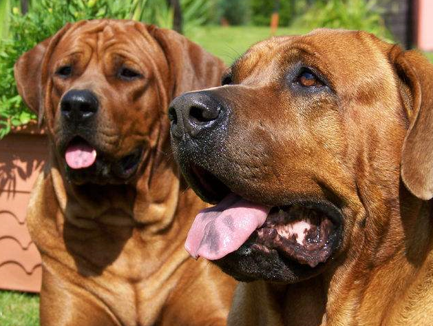 狗中除了"雪橇三傻"还有"四疯",发起疯来主人都控制不了!