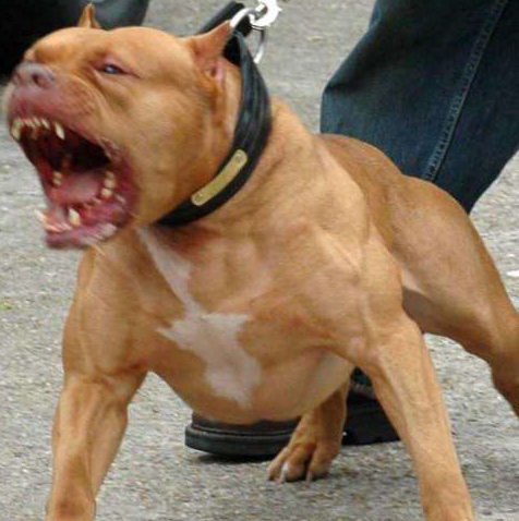 狗中除了"雪橇三傻"还有"四疯",发起疯来主人都控制不了!