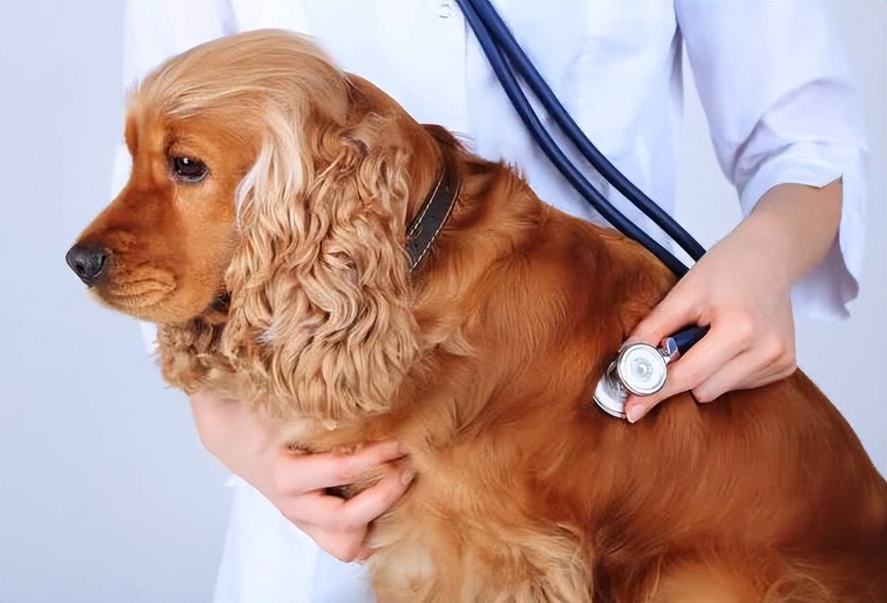 老年犬得了"心脏病"该怎么办?_狗狗_问题_动物