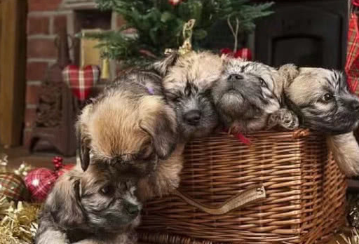 一位网友表示,丹迪丁蒙梗犬性格温顺,亲人,这样完美的狗狗为什么会
