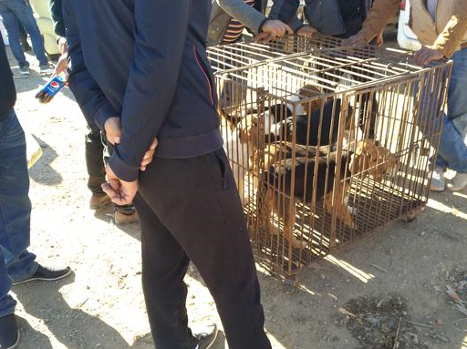 由于狗市的比格猎犬的价格