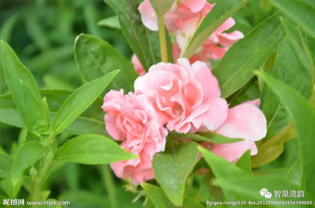 郭進拴|指甲花的記憶_鳳仙花_地方_母親