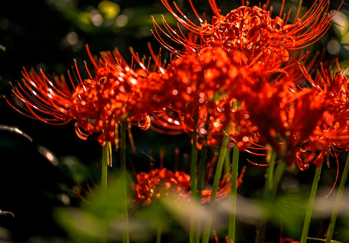 十大鬼花花语图片