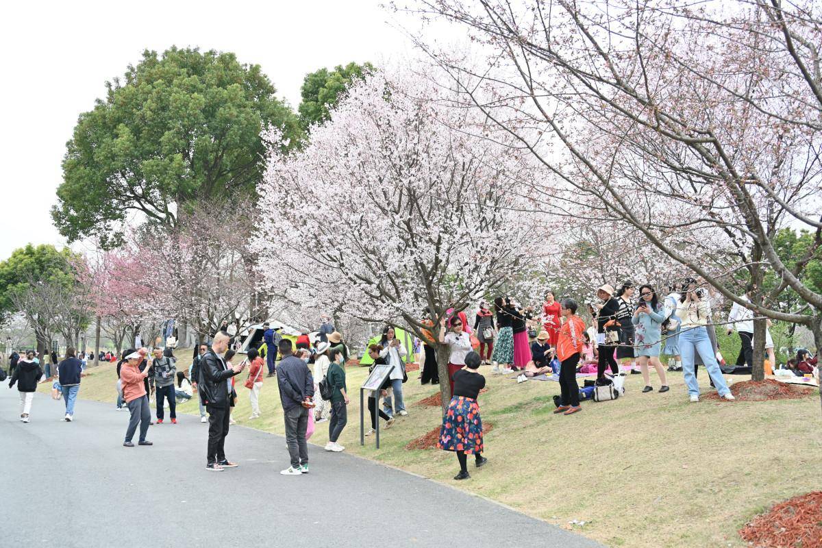 上海令人心曠神怡的顧村公園景色宜人_寧靜_美景_自然