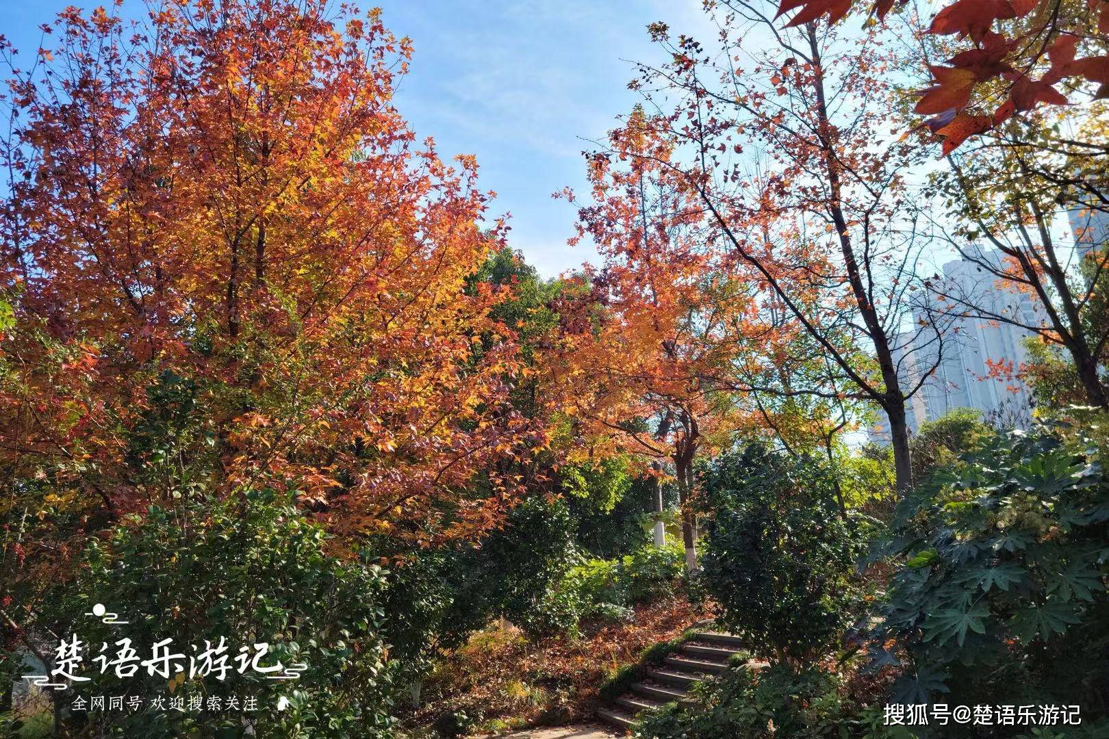 浙江余姚屯山公园,五彩斑斓堪称秋色天花板,它到底有多美?