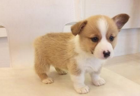 柯基有这5个缺点,想要养柯基的先了解下,养了就不要后悔_时候_博美