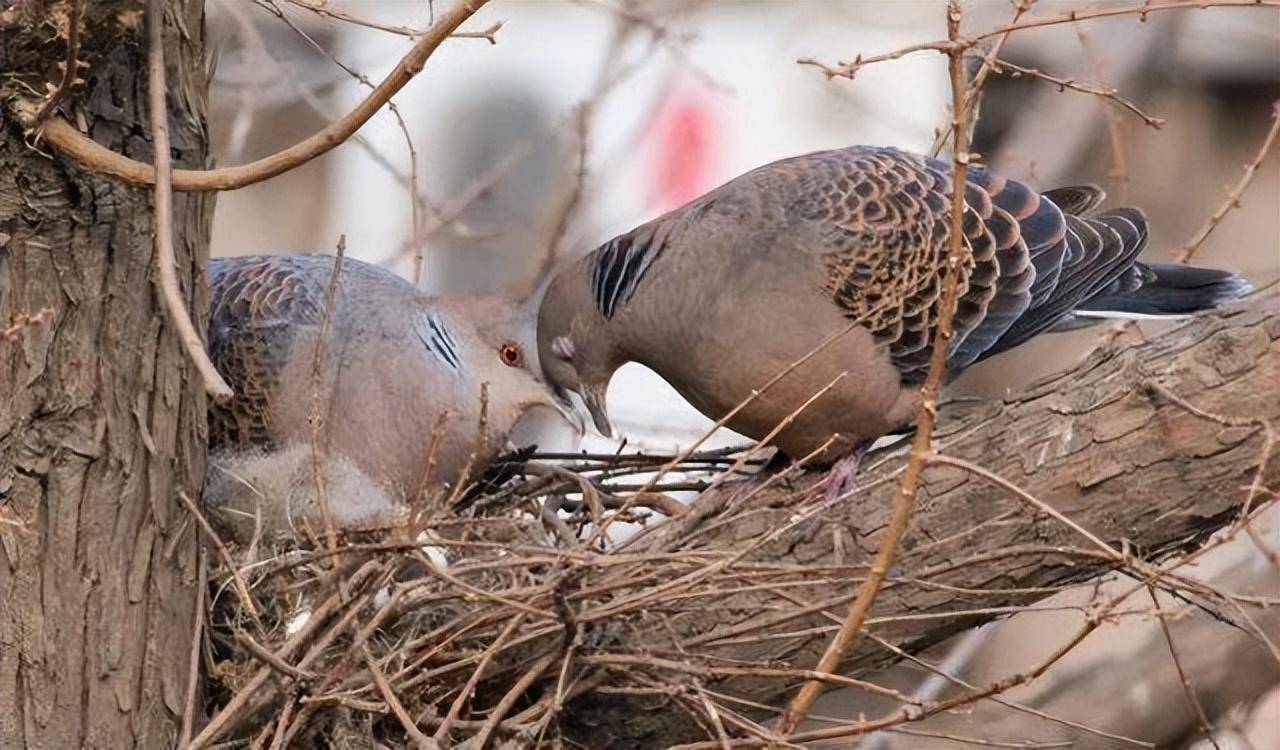 隨處可見的斑鳩,為何說吃了它的肉危害很嚴重?_巢穴_鳥類_羽毛