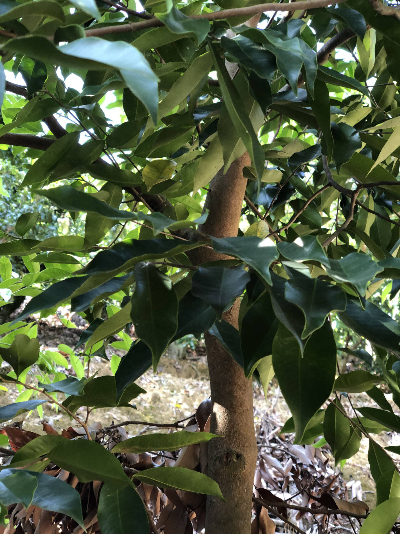 鳄嘴花沉香叶茶图片