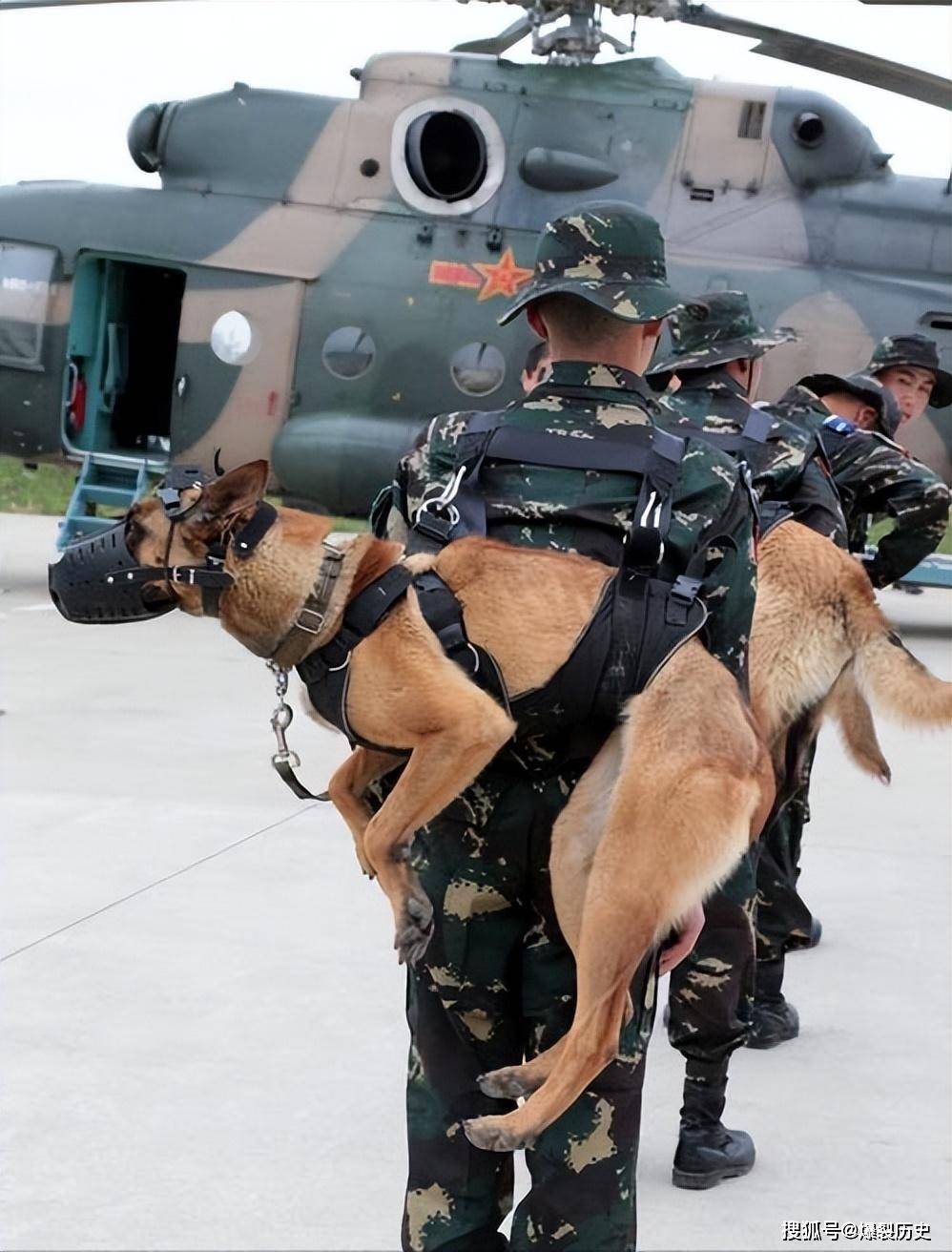 昆明犬是公安部昆明警犬基地自行培育的犬种,填补了中国不能自行培育