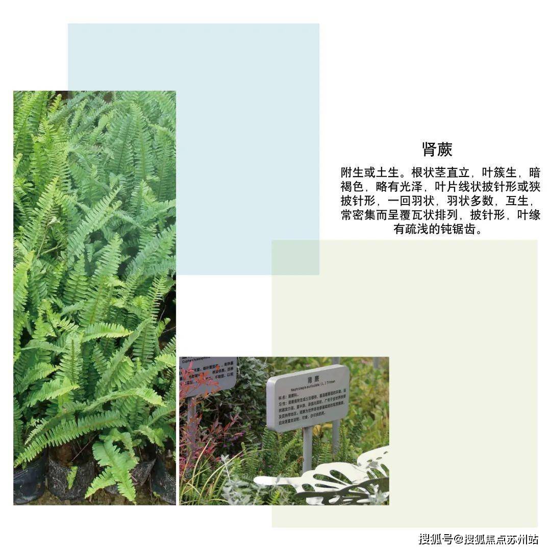 華潤悅景水灣戶型圖-價格-學區-位置-售樓處_花園_植物_社區