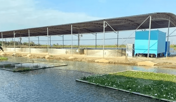 水产养殖肥水技巧?养水产必看_微生物_池塘_水体