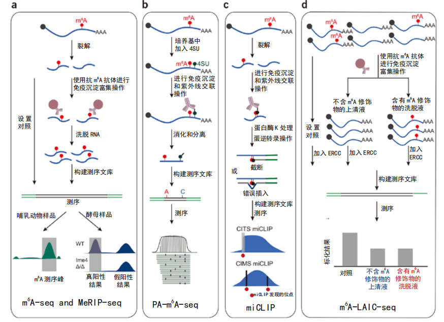 merip-seq_檢測_位點