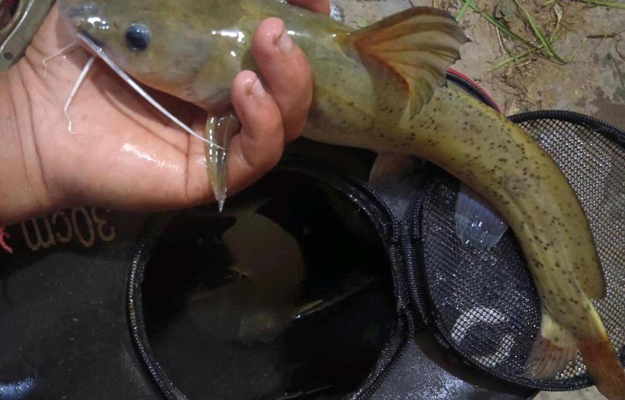 广西男子钓获一条斑点鲶鱼,险些酿成大错_阿兰_条鱼_芝麻