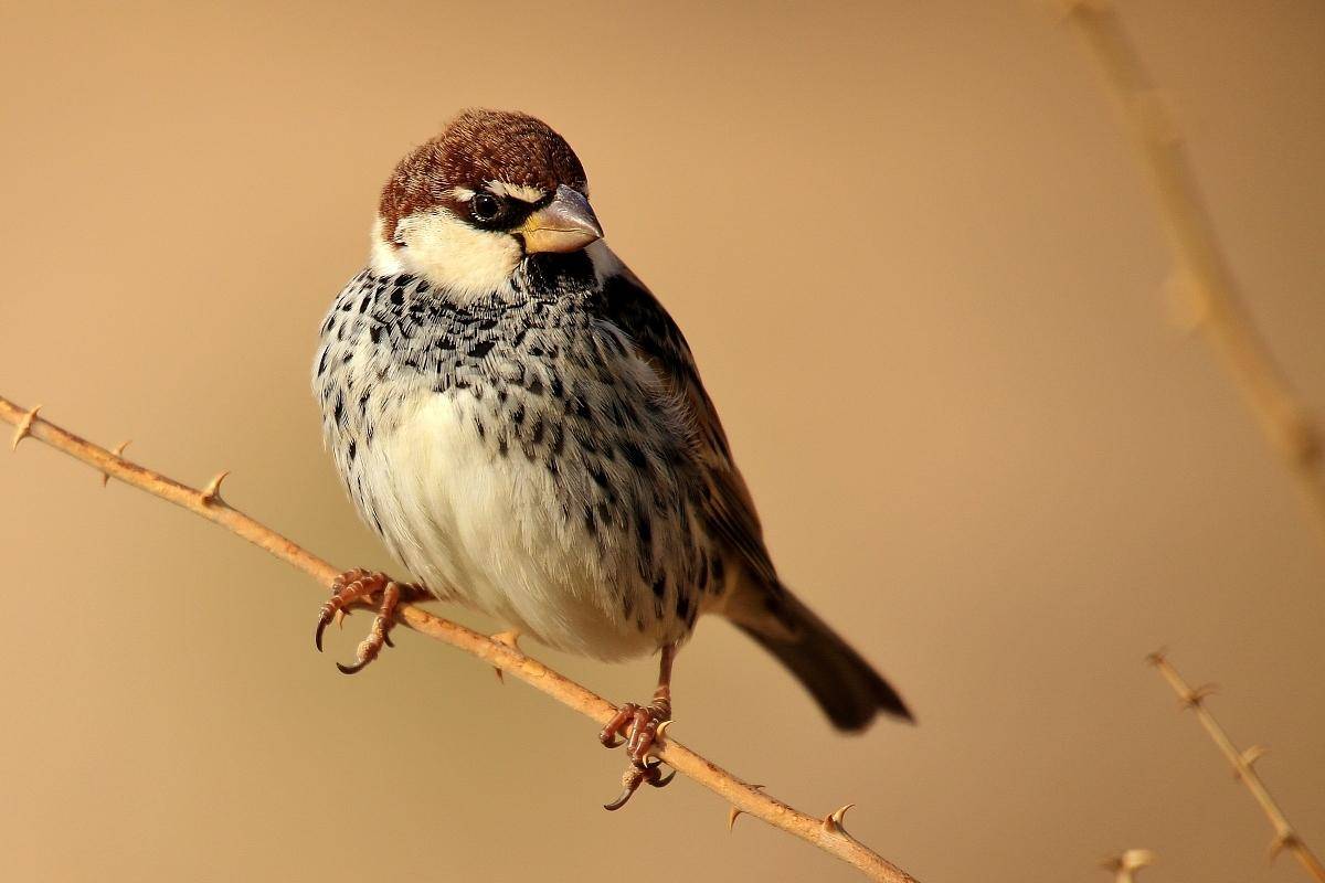 数量_动物_人类