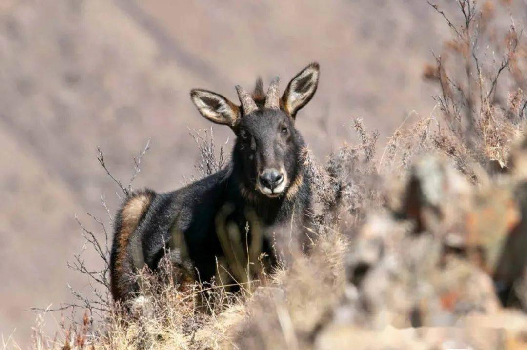 鬣羚_中华_食物