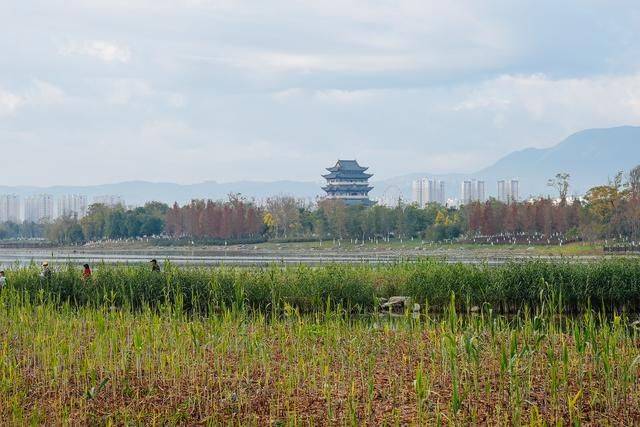 保山这处"海"太美了,水鸟成群,住在这里养老绝佳!_湿地_青华_大自然