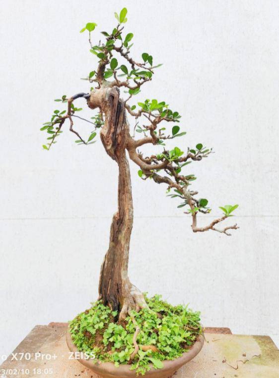 胡庆魁:获世界非物质文化遗产研究院聘为特邀院士_博兰_传承_中国