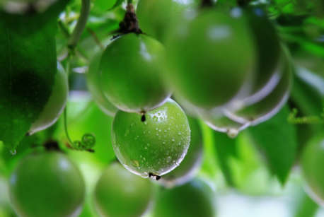 百香果很不耐寒,想要安然无恙的过冬,可以尝试下这些办法!