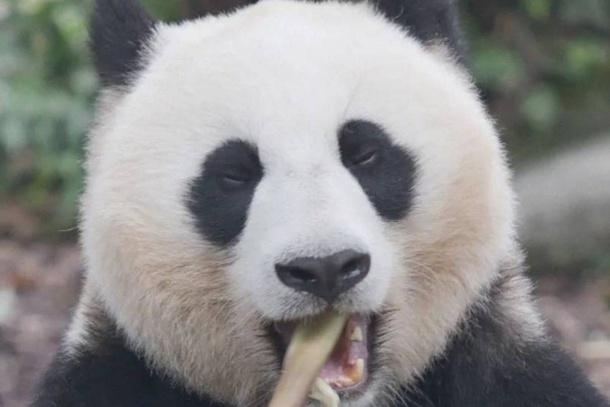 藏在秦岭深处的熊猫园,中国林业与环境促进会生态城镇工作委员会
