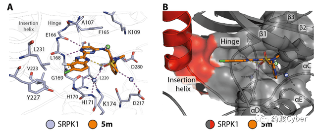 (a)5m與srpk1的共晶結構;(b)顯示蛋白結合表面以5h為進一步改造的起始