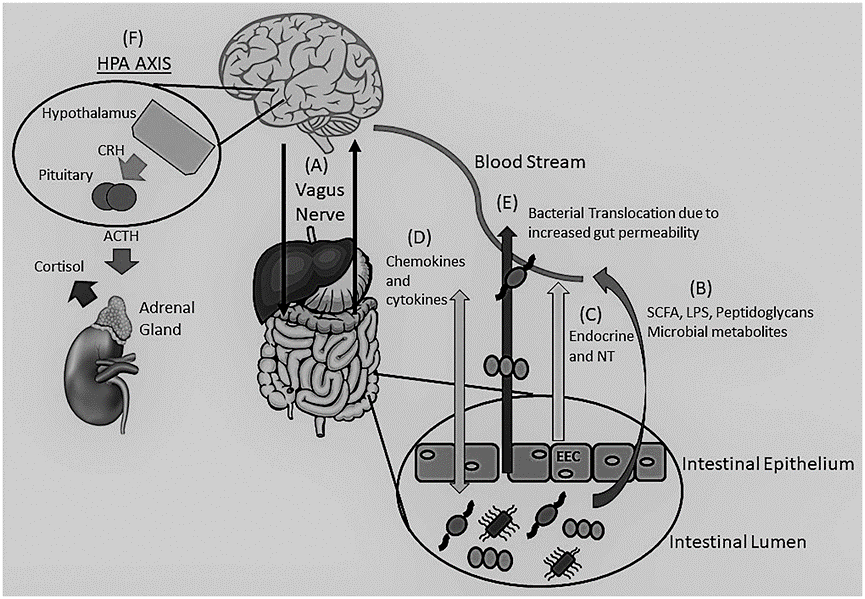 腦腸軸在中樞神經系統疾病中的重要作用_微生物_腸道_調節