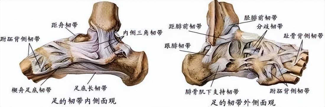 因此,踝關節穩定性差異是與韌帶力量大小,踝關節和跗骨機構的轉動軸