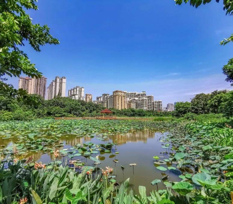 14個湛江市公園你必須去看一下_植物_花園_溼地