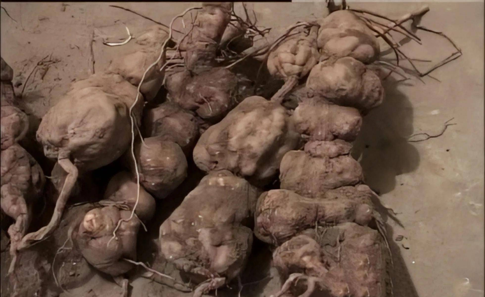 9万元的天价愿意购买这批何首乌时,王子军却毫不犹豫地拒绝了.