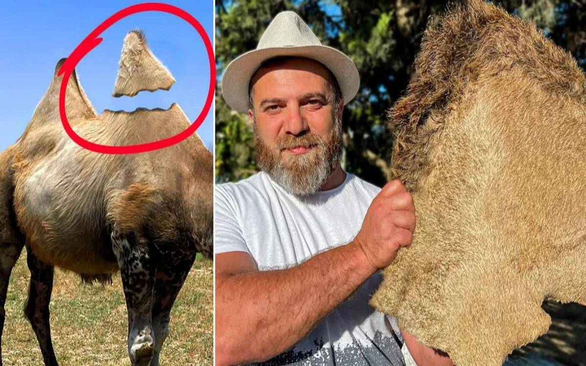 曾经与熊掌齐名的驼峰肉，为什么现在没人吃，是真的很难吃吗？(图3)