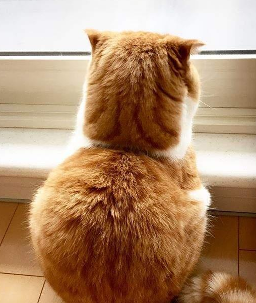 "背影杀手"小胖橘,用背影圈粉无数,转过身来我看傻了_事情_窗台_主人