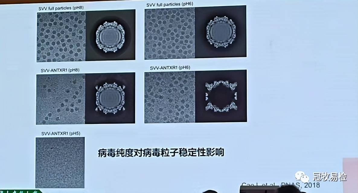由于塞内卡病毒发病症状与口蹄疫和水泡病的发病症状十分相似,且无