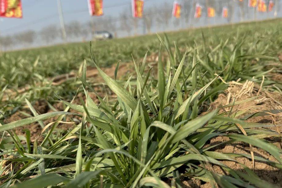 新麦58在12月15日2023年全国小麦产业发展大会中斩获2023年度优质强筋