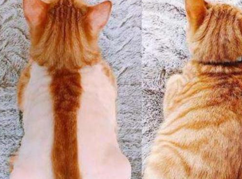 猫恐龙造型剃毛步骤图片