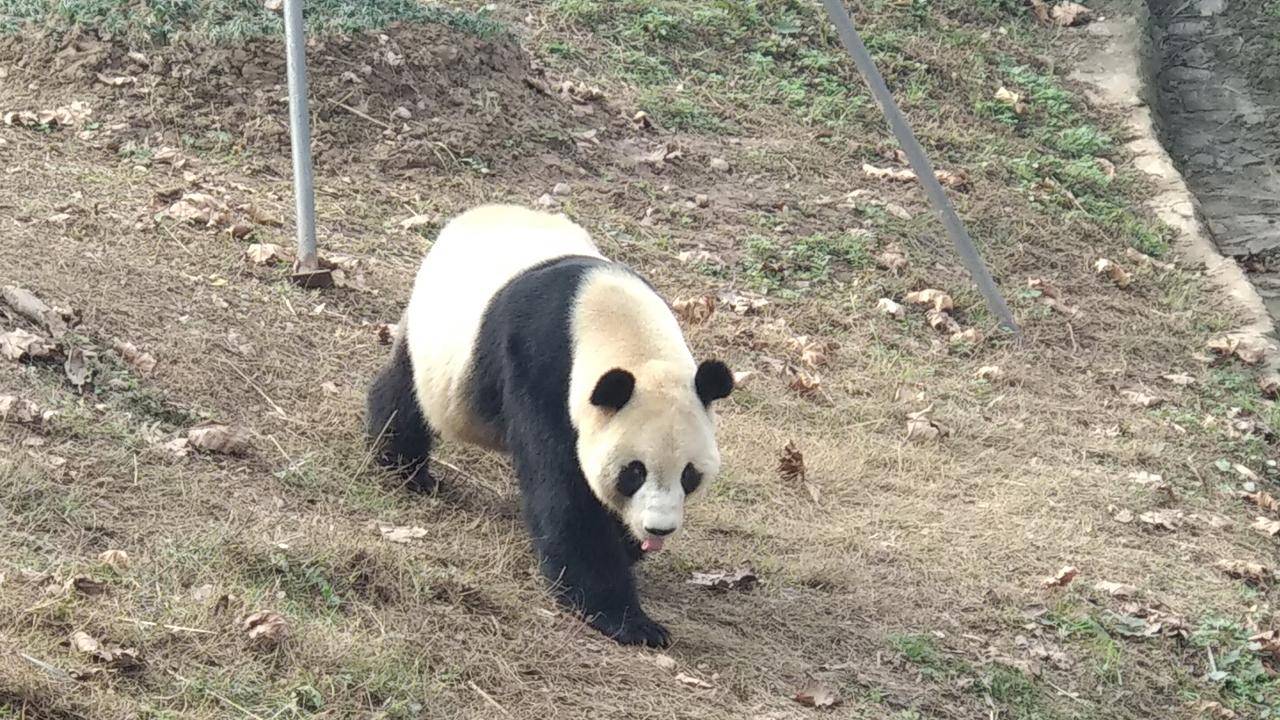 西安一野生大熊貓被一個人就嚇跑了,為什麼多數動物膽子都很小?