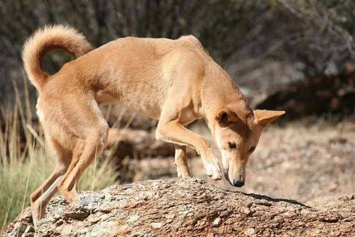东亚野犬“入侵”澳大利亚，数量超300万，当地人为何不吃？(图7)