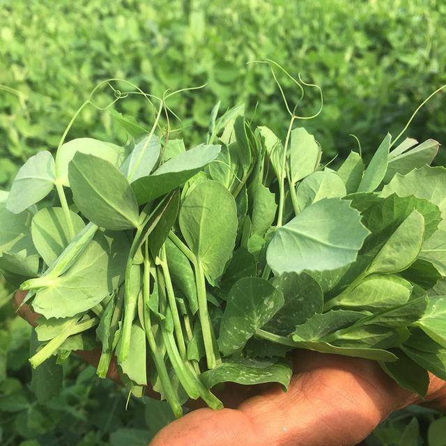 豌豆苗无公害高效栽培技术