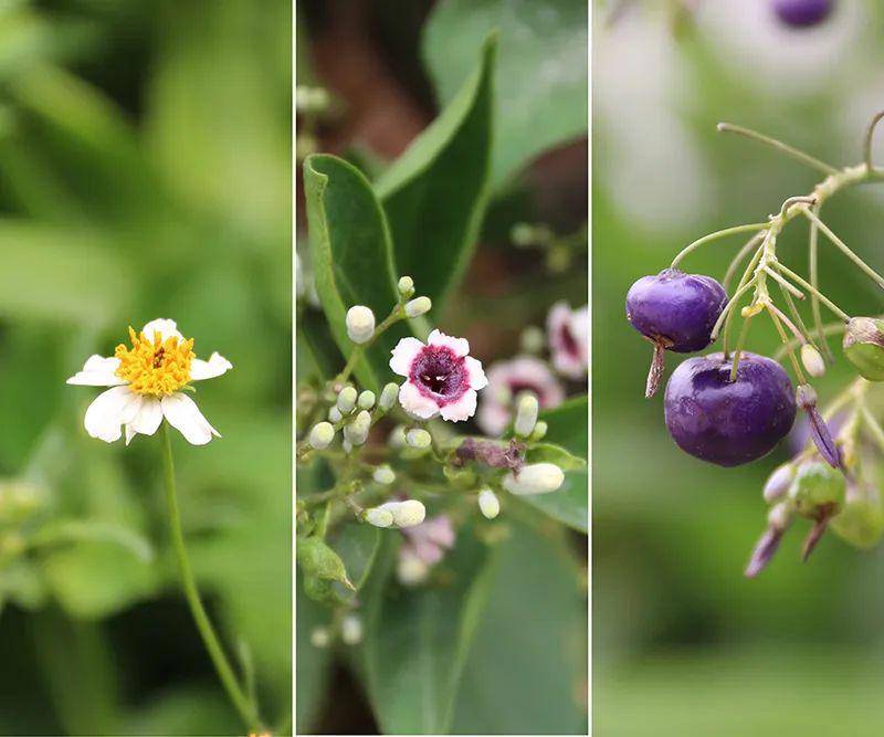 (宋)寇准《柳》晓带轻烟间杏花,晚凝深翠拂平沙.